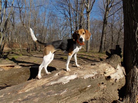 Skinny Long Legged Beagle: The Unique Beauty Of A Rare Breed