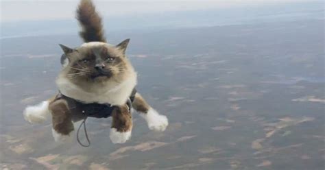 Skydiving With Cats