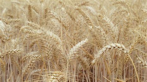 Skyfall wheat variety