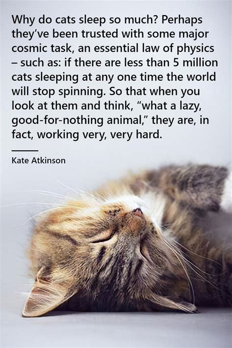 Sleepy Kitten Quotes