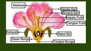 Slide Sempurna: Wide & Standar, Mudah!
