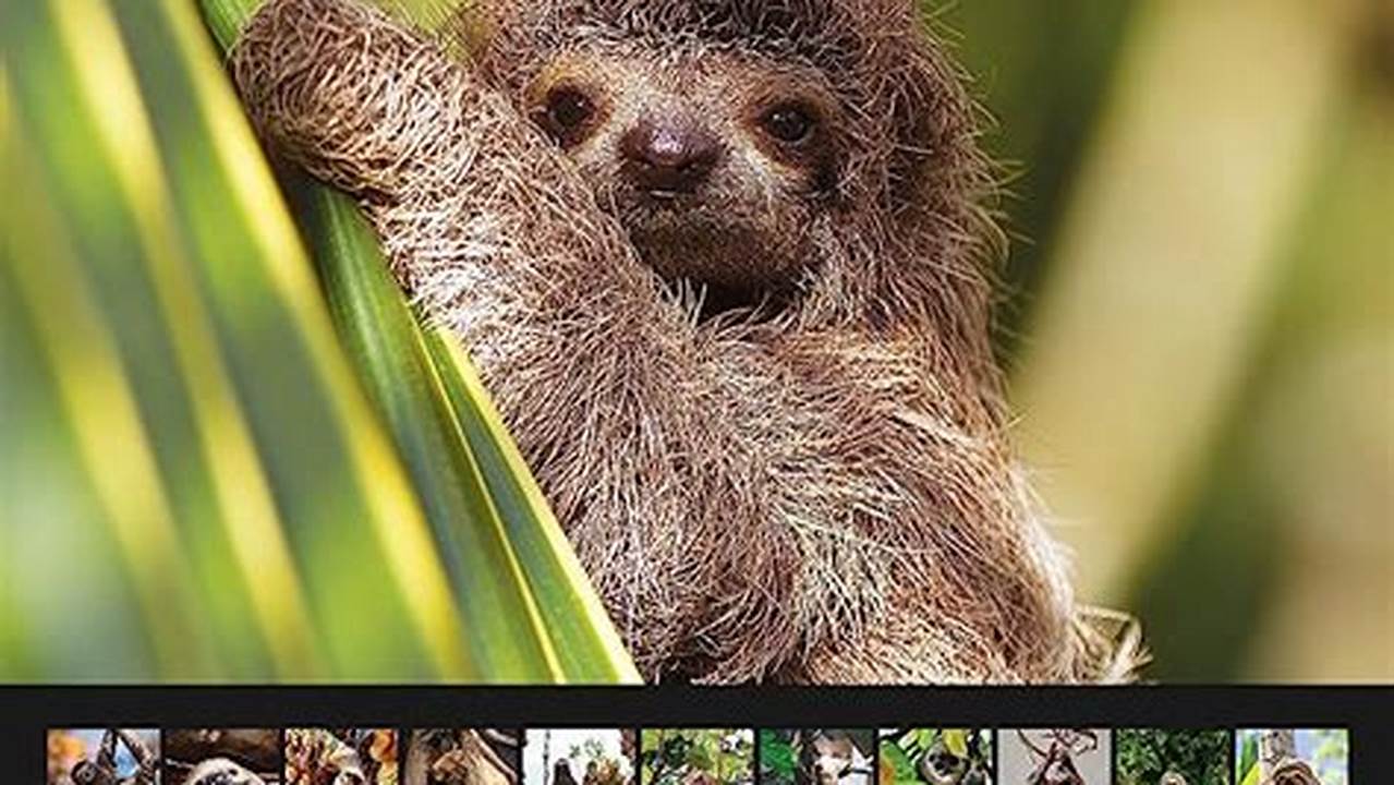Sloth Calendars 2024