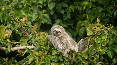 Sloth Costa Rica Night