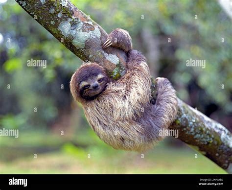 Sloth Hanging Costa Rica