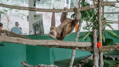 Sloth Sanctuary Panama
