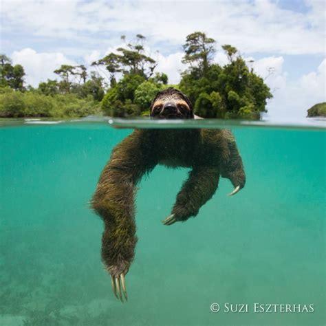 Sloth Swimming