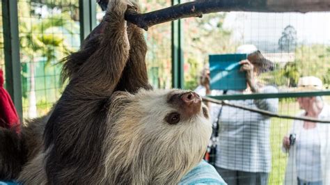 Sloth Volunteer Programs
