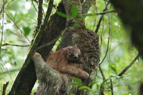 Sloth Watching in Rainforest