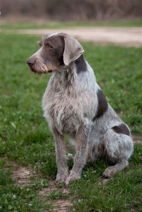 Pointing Dog Blog Breed of the Week Slovakian RoughHaired Pointer