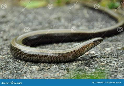 The Truth About Slow Worms: Amazing Snake Facts