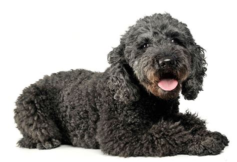 Small Black Curly Haired Dog Breeds