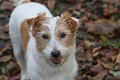 Small Brown And White Dog Breeds
