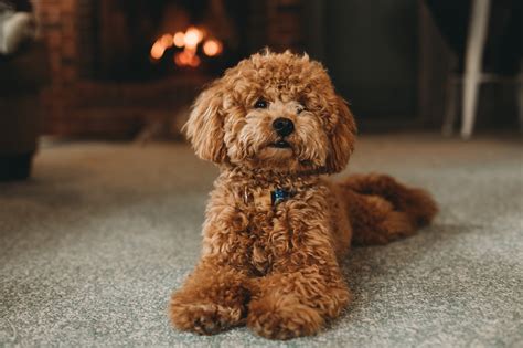 I'm an adorable curly haired pup. Stop reading that. Goldendoodle