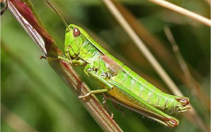 Small Grasshopper