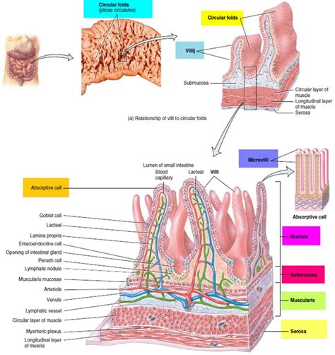 Cross Section of the Small Intestine YouTube