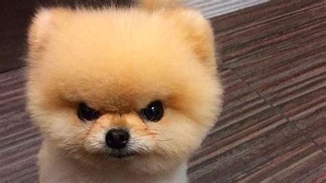 Small Angry Dog Meme