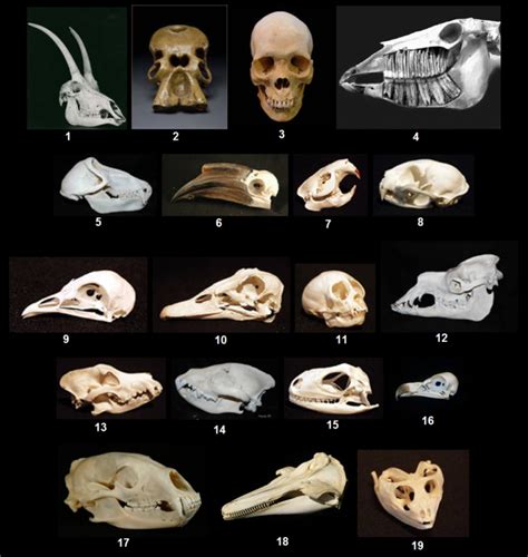Small Animal Skull Identification Chart