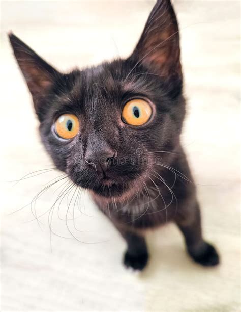 Small Black Cute Images