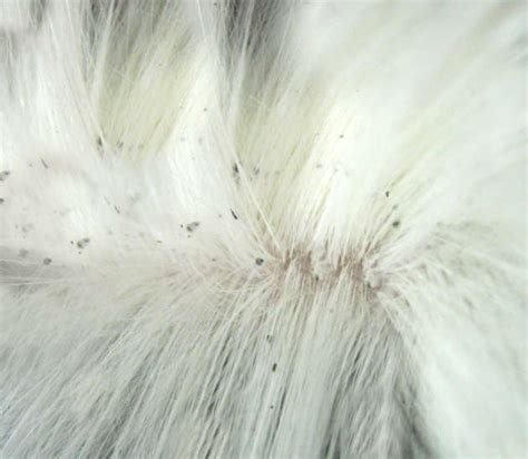 Unlocking the Mystery of Small Black Dots on Your Canine Companion's Skin: A Comprehensive Guide