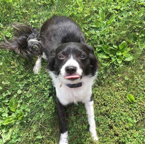 Mini Aussie & border collie mix from First Harmony Farms 