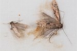 Small Brown House Moths