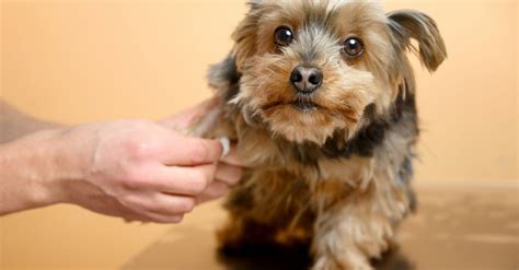 Small Dog Breed Knee Problems