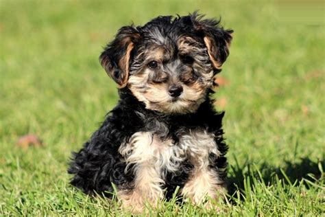 Small Dog Breed Yorkie Poo