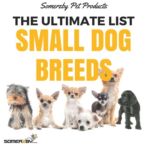 Small Dog Breeds 2018