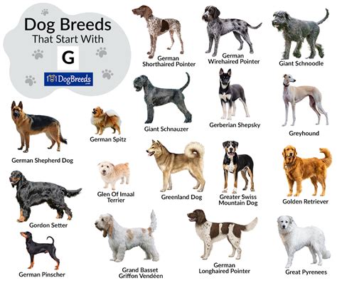 Small Dog Breeds Beginning With G