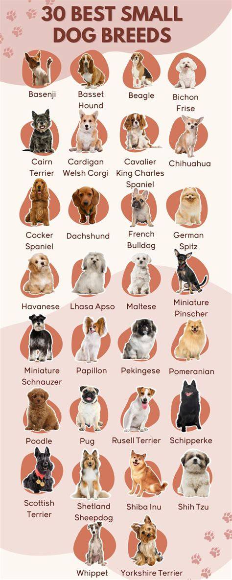 Small Dog Breeds Cheap