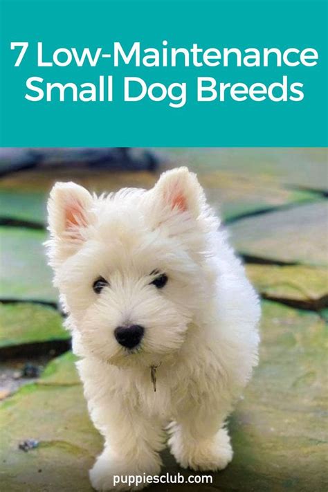 Small Dog Breeds Easy Maintenance