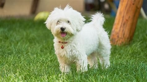 Small Dog Breeds Easy To Maintain