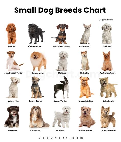 Small Dog Breeds For