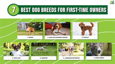 Small Dog Breeds For First Time Owners