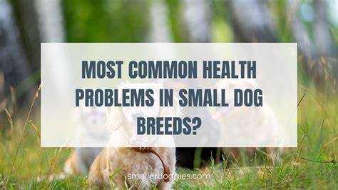 Small Dog Breeds Health Problems