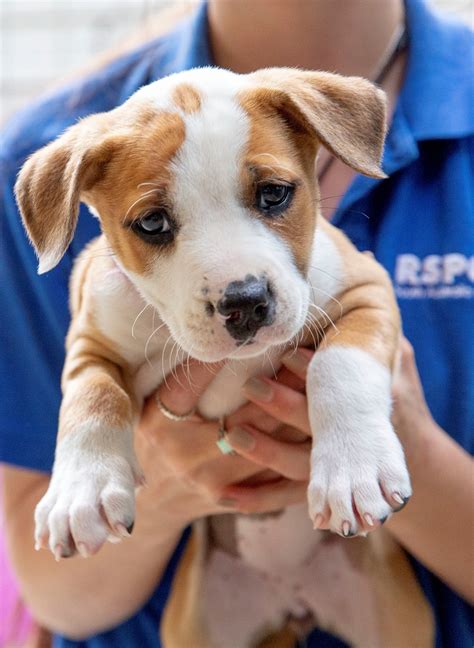 Small Dog Breeds Rspca