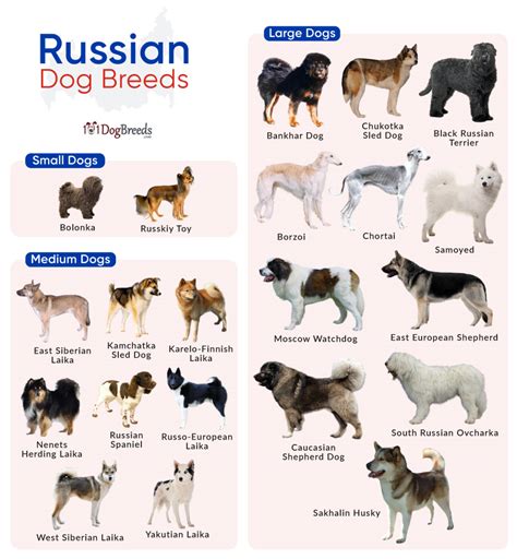 Small Dog Breeds Russian