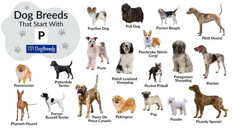 Small Dog Breeds That Start With P