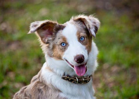 Small Dog Breeds With Blue Eyes