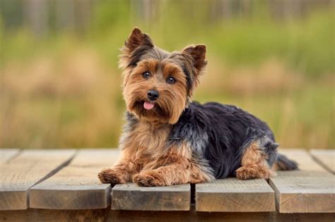 Small Dog Breeds Yorkie