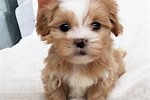 Small Dog Breeds for Sale Near Me