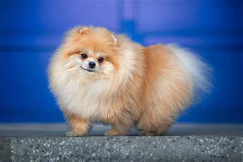 Small Dog Photos