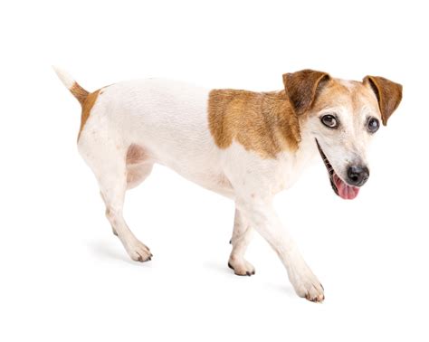 Small Dog White Background