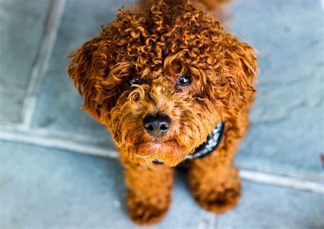Small Dog With Curly Hair