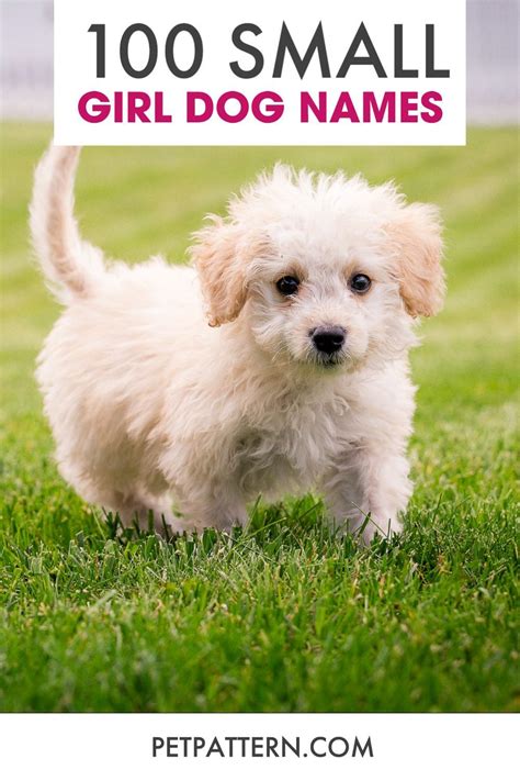 Small Female Puppy Names