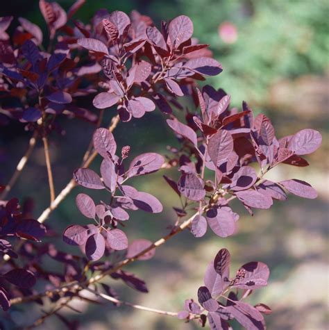 Small Garden Tree With Purple Leaves