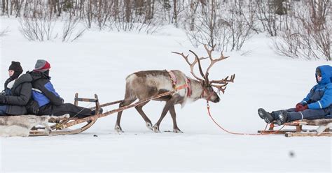 Small Group Reindeer Sledding