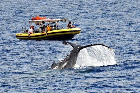 Small Group Whale Watching Tour