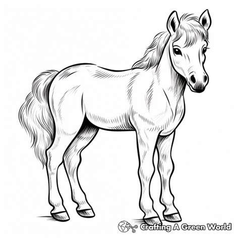Small Horse Coloring Pages