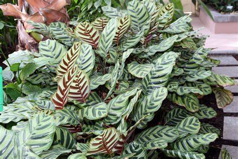 Small House Plants That Like Shade